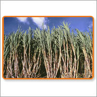 Sugar Process Chemicals Sugar Process Chemicals