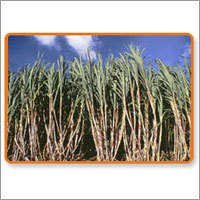 Industrial Sugar Process Chemicals