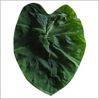 Betel Leaf Oil (Pan Oil)