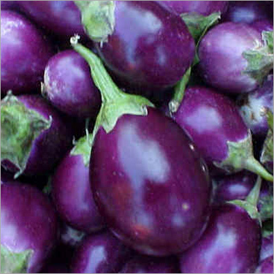 Brinjal