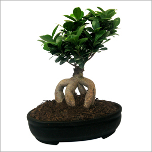 Juniper Plant