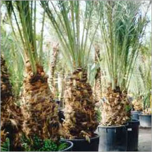 Phormium Plant