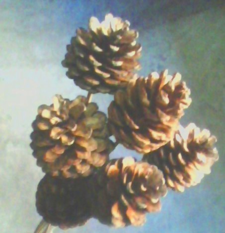 Decorative Dried Exotic Botanicals 