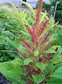 Amaranth Fibers