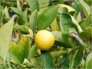 Lemon Bioflavonoids