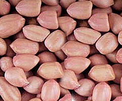 groundnut