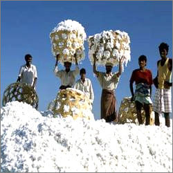 Indian Raw Cotton