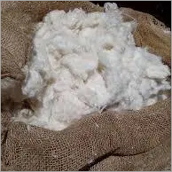 White Egyptian Raw Cotton