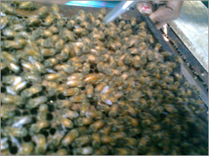 Beehives Elimination