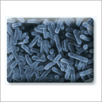 Lactobacillus acidophilus