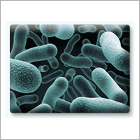 Lactobacillus Rhamnosus