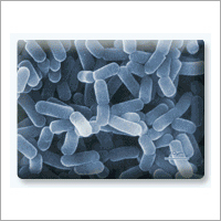 Bifidobacterium bifidum