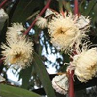 Eucalyptus Honey