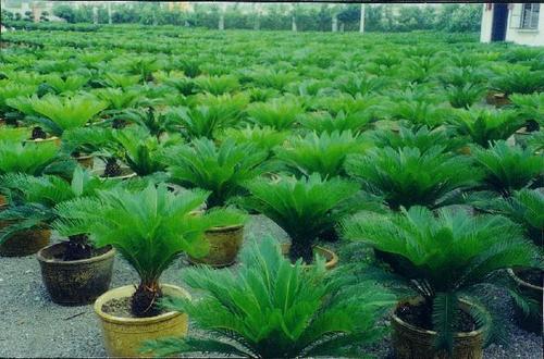 Cycad Plants