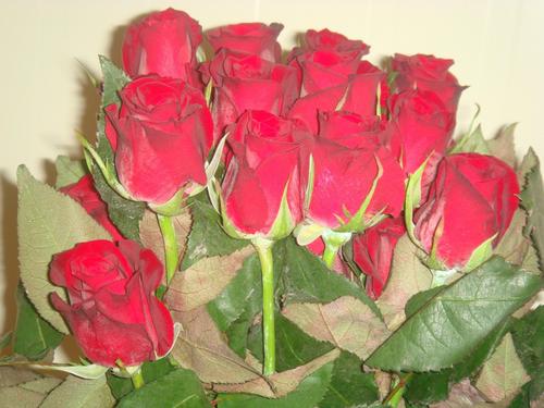 Grand Red Roses