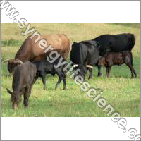 Animal Feed Suppliments