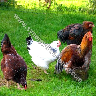 Poultry Feed Suppliments