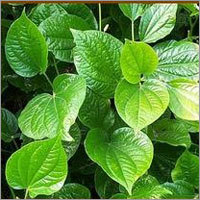 Betal Leaf Oil