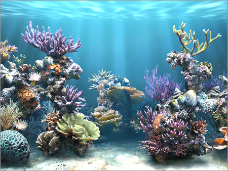 Marine Water - PH 8.1-8.4, Salinity 35 ppt, Temp 24-26°C | Healthy Fish, Expert Setup, State-Of-Art Equipment, Guaranteed Support