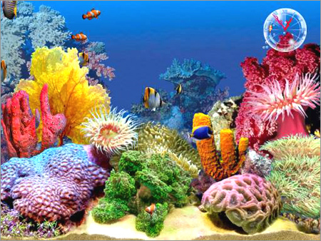 Marine Water - Blue, PH 8.1-8.4, Salinity 35 ppt | Healthy Fish, Expert Setup, State-of-Art Equipment, Unparalleled Guarantee