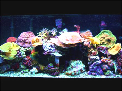 Marine Water - Salinity 35 ppt, PH 8.1-8.4, Temp 25-27°C | Healthy Fish, Expert Setup, State-of-the-Art Equipment
