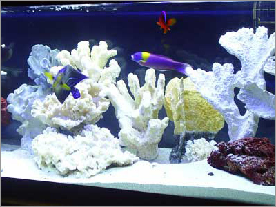 Marine Water - PH 8.1-8.4, Salinity 35 ppt | Expert Setup, Healthy Fish, Natural Source, State-of-Art Equipment