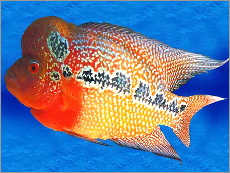 Flower Horn Fish