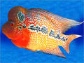Flower Horn Fish