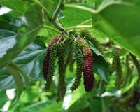Mulberry Leaf Extract - Premium Quality Herbal Powder | Rich In Antioxidants, Supports Health And Wellness