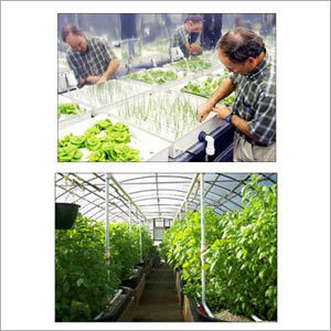 Agri Lite For Hydroponic and Green House