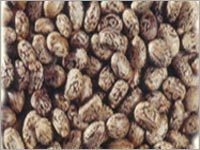 Oil Seeds