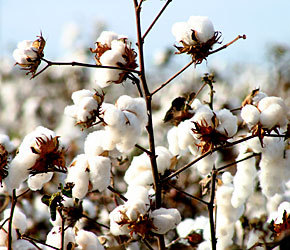 Cotton Seeds
