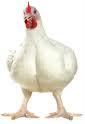 Broiler chicken