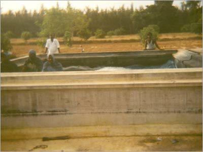 Indigo Dye