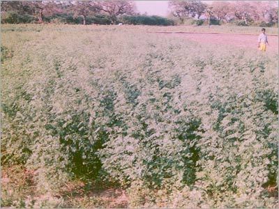 Natural Herbal Dyes