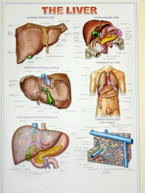 Biology Chart - Color: White And Brown