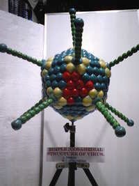 Virus Structure