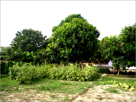 Organic Farming