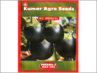 Brinjal