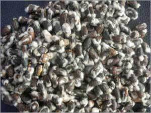 Cotton Seeds