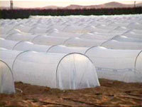 Crops Cover