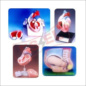 Anatomical Models