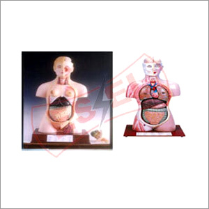 Human Torso Model