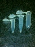 Micro Centrifuge Tubes