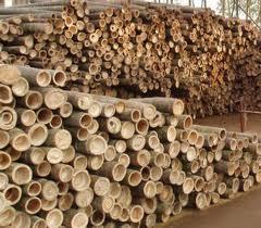 Bamboo