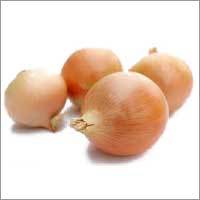 Onion