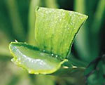 ALOE VERA GEL
