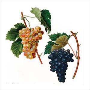 Grapes