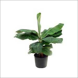 Tissue Culture Banana Plants