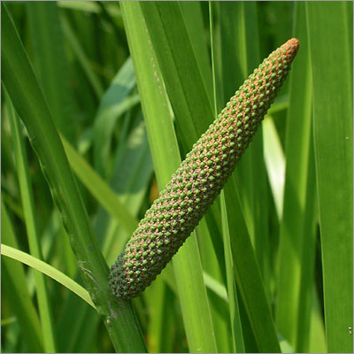 Acorus Calamus Essential Oil